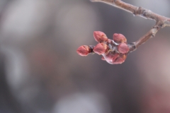 Japan Nature - Drop Stays at the Bud