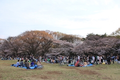 Sakura at Yoyogi Park