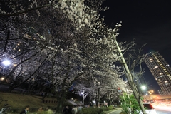 Sakura at Shiba Park