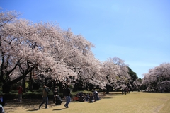 Sakura at Shinjuku Gyoen National Garden