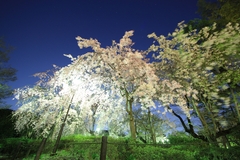 Sakura at Senzokuike Park