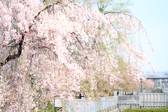 桜レポ2014　花の都、京都は桜が最高です！