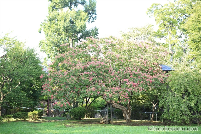 Tree of Crape Myrtle at Hanegi Park