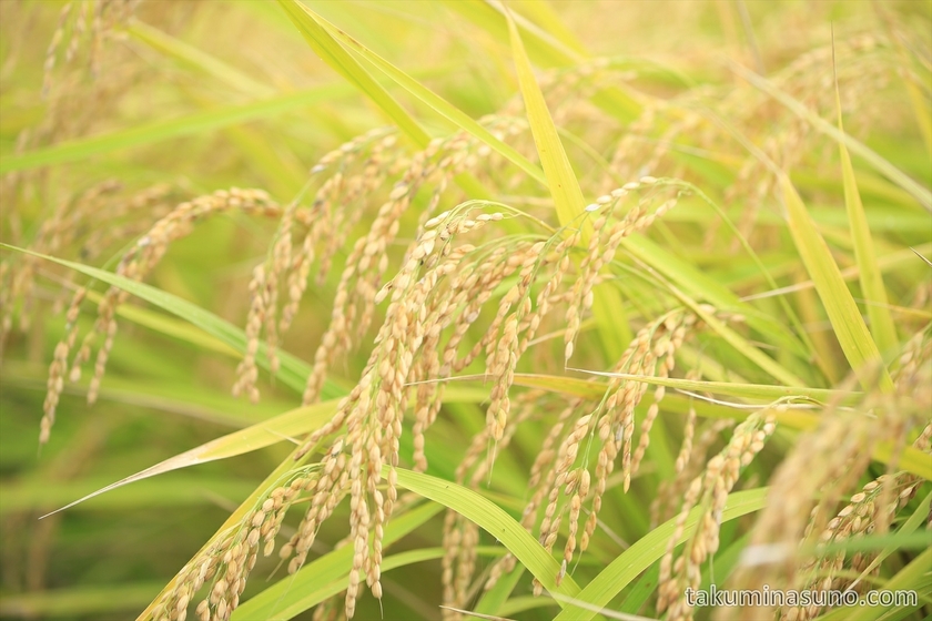 Rice plant in Niigata