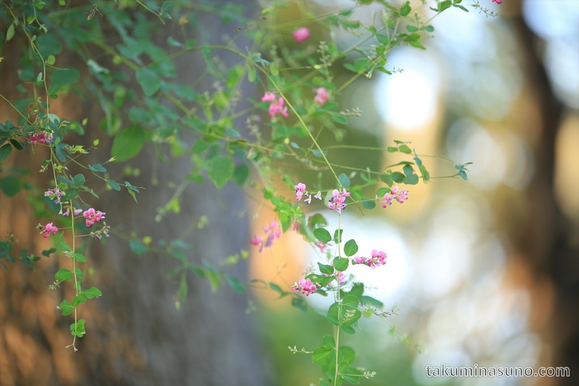 Telephoto of Bush clover in Tamagawadai Park
