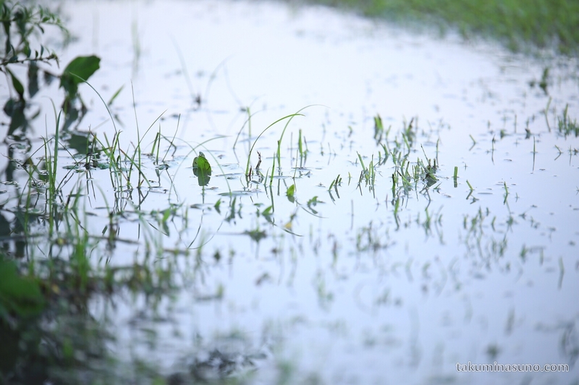 Pool along Tama River Looks Like a Rice Field