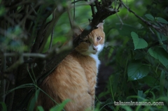 Cat in the Thicket