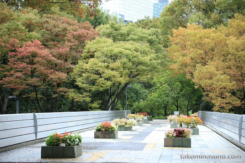 Colorful leaves on the bridge of Shinjuku Central Park