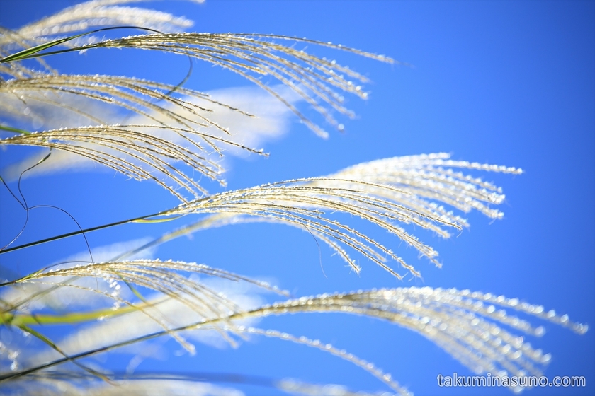 Japanese Pampas Grass in the Sky 1