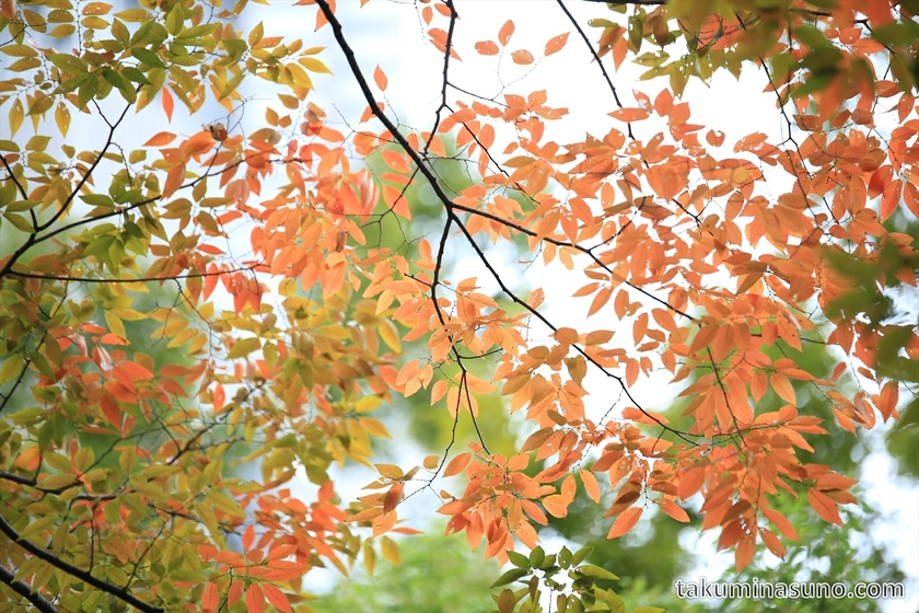 Orange leaves and green leaves at Shinjuku Central Park