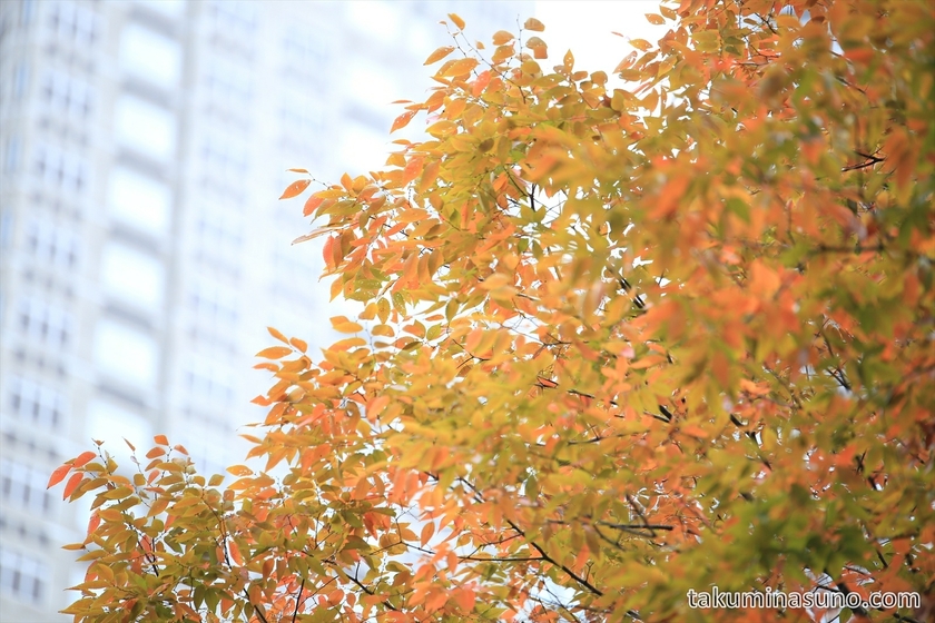 Orange leaves of sakura trees at Shinjuku Central Park