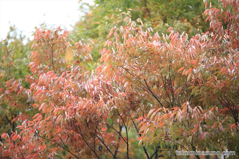 Red leaves of Chinese pistache at Shinjuku Central Park