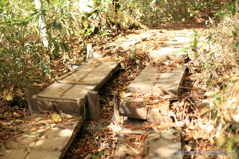 Wooden path at Oze National Park