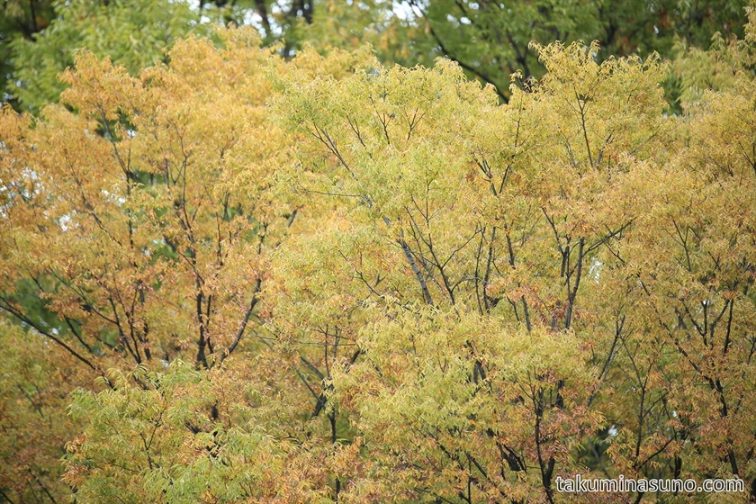 Yellow leaves of Chinese pistache at Shinjuku Central Park