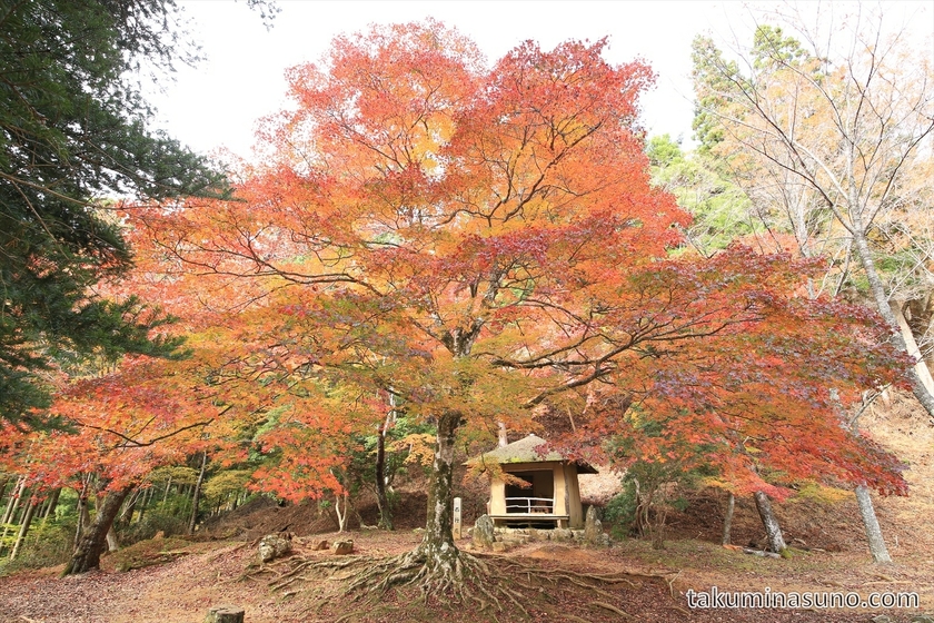 Big Japanese Maple Tree of Saigyoan at Yoshino
