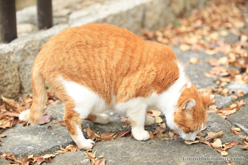 Cat at Showa Memorial Park 01
