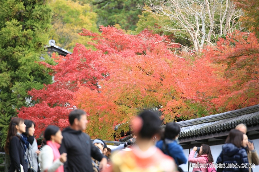 Colorful Leaves at Nanzenji Temple