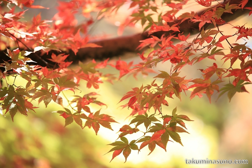 Colorul leaves at Kurama Temple