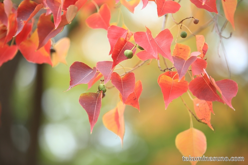 Drop-like Leaves at Showa Memorial Park