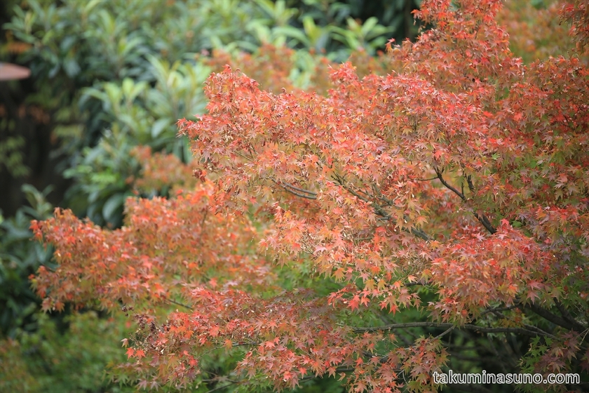 Japanese maple leaves at Tamagawadai Park