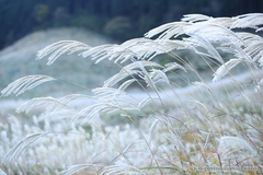 Autumn Colors Report 2014 - Hakone with Autumn Colors and Sea of White Japanese Pampas Grass