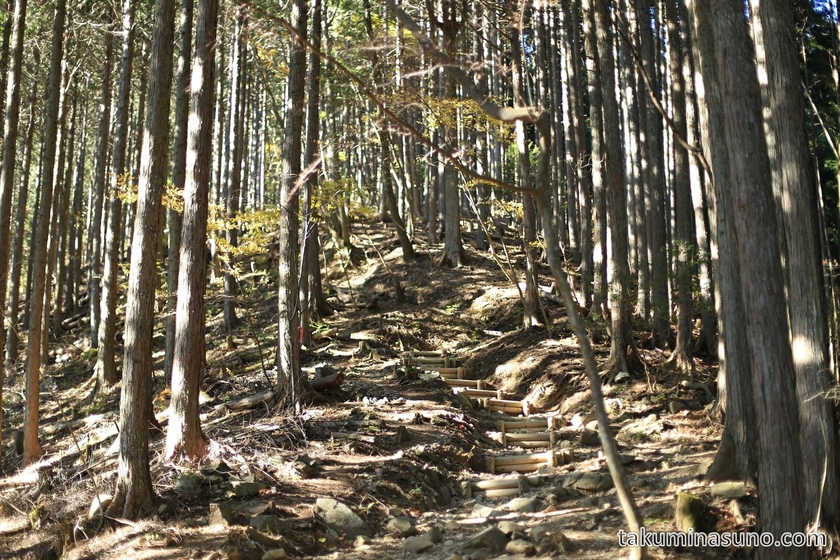 Mountain Path without Leaves at Mt Kawanori