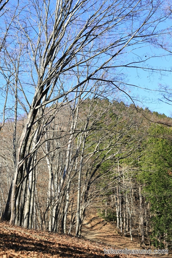 Mountain Ridge Lost Leaves at Mt Kawanori