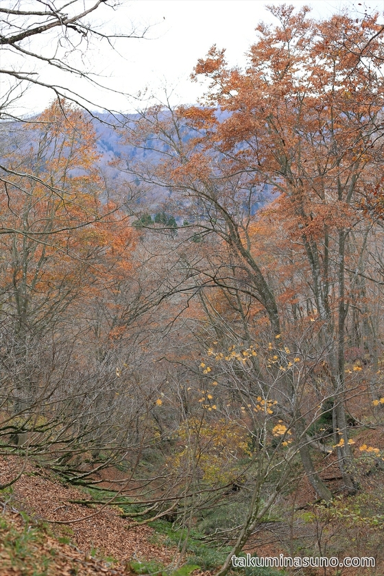 Valley of Japanese Beech Trees at Takashima Trail