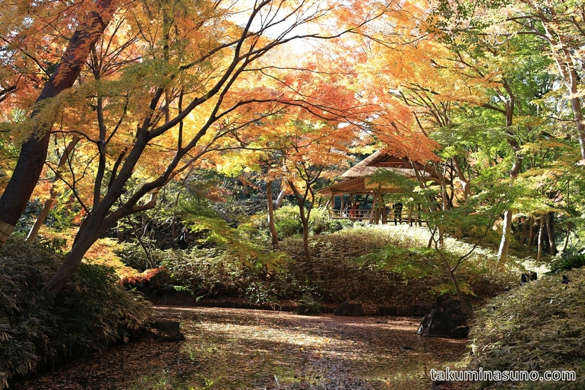 Autumn Colors around Tea House at Rikugien Gardens