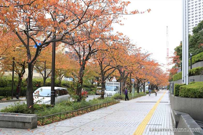 Autumn Colors of Sakura at Kawasaki City