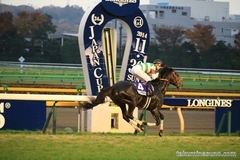 Sport Photography - I Felt These Difficulties When Taking the Best of Horse Racing at Japan Cup