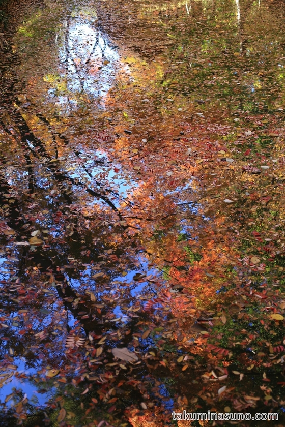Fallen Leaves on the River at Rikugien Gardens