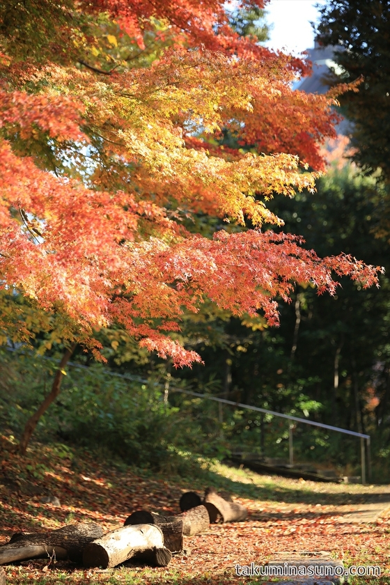 Japanese Maple Trees at Sojiji Temple
