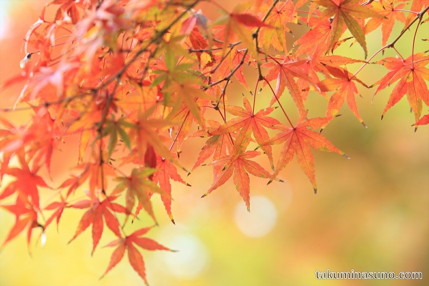 November 2014 - Autumn Colors!