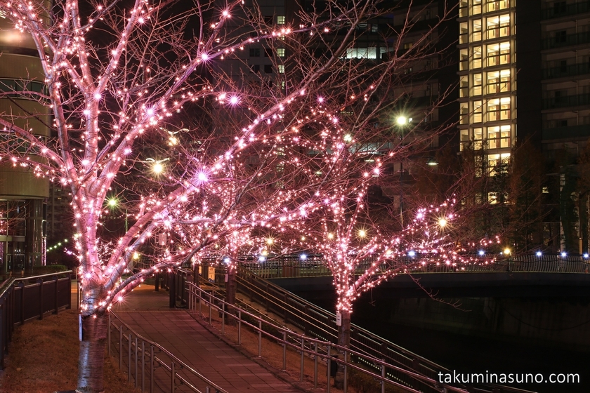 Sakura Trees of Meguro River Illumination for Everyone 2014