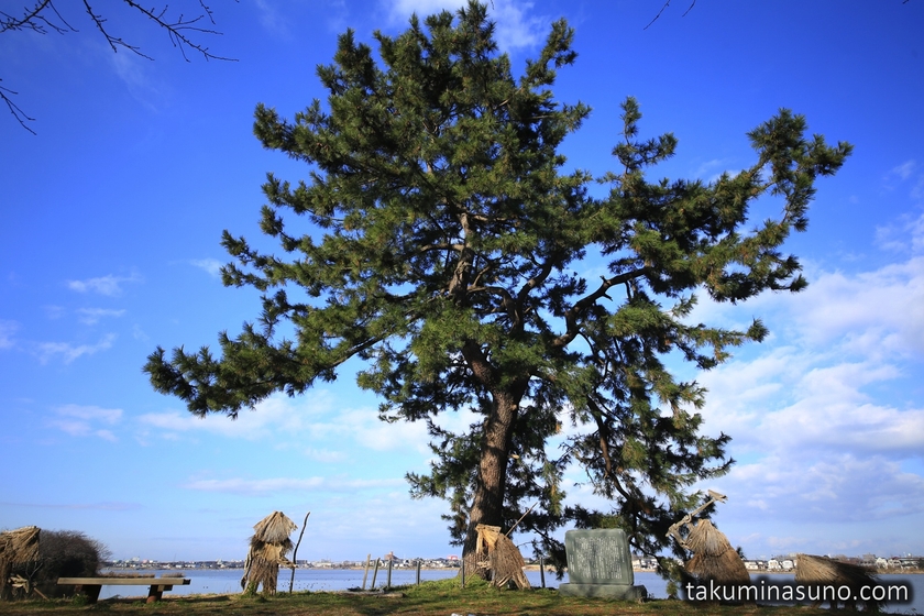 Solitary Pine Tree of Seigoro Story