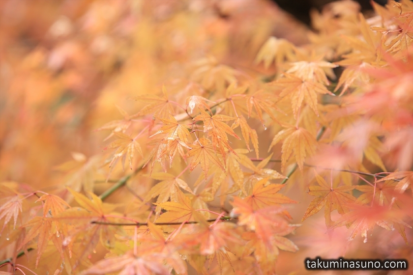 Wet Japanese Maple Leaves at Kotokuin Temple