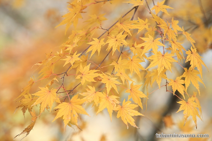 Yellow Maple Leaves of Genjiyama Park