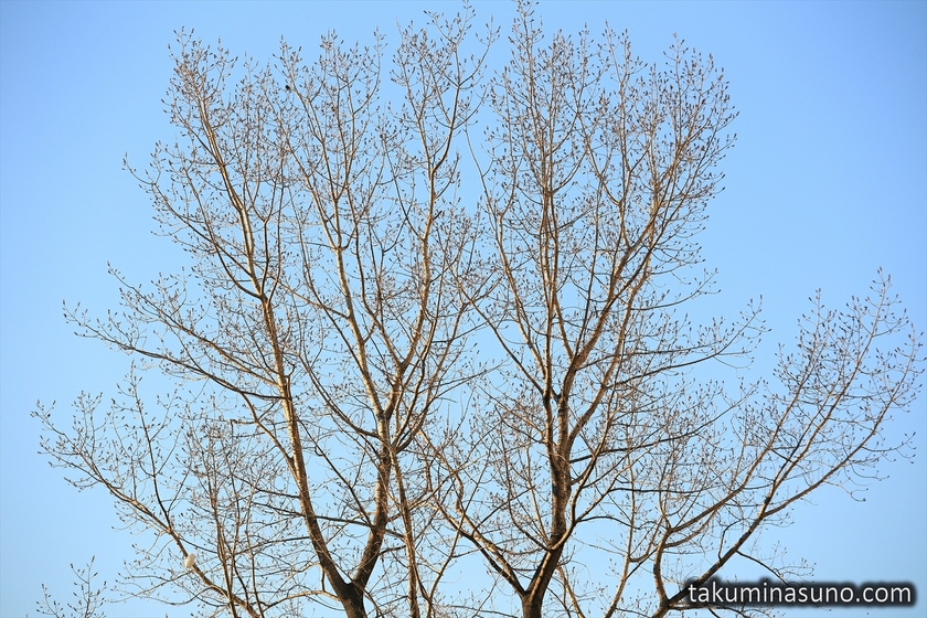 Branches towards Sky