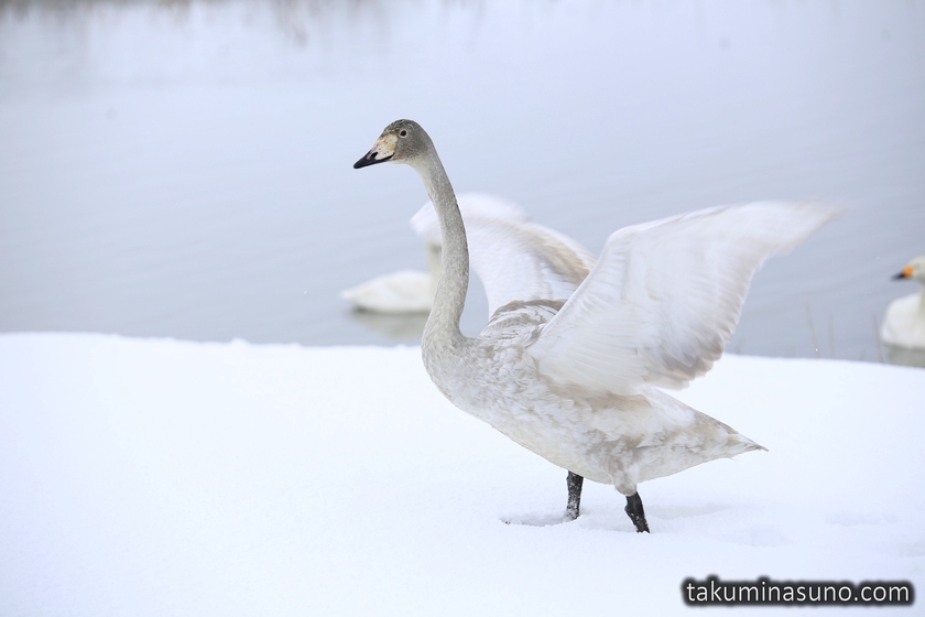 Swan Flapping