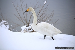 The World of White - Where Swans Live Happily