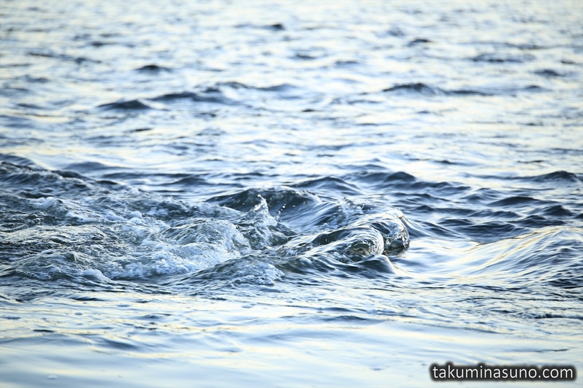 Swirling Water of Tama River