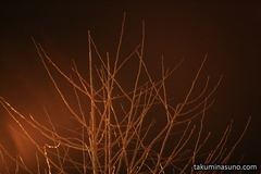Street Lamp is Like Litting Fire to Branches