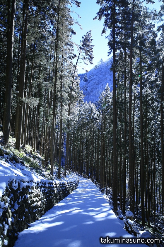 Ceder Trees and Snow at Okutama
