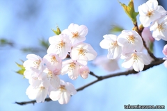 Sakura Report 2015 - I'm Deeply Moved by the Effect of Extender at Tamagawadai Park, but I Now Want Telephoto Macro Lens...