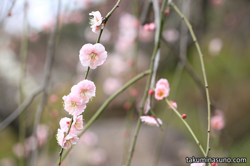 Gentle Ume Blossoms at Ikegami Baien Plum Garden