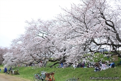 桜レポ2015　都内の桜スポットに向かう途中で、多摩川の桜を楽しんでみました