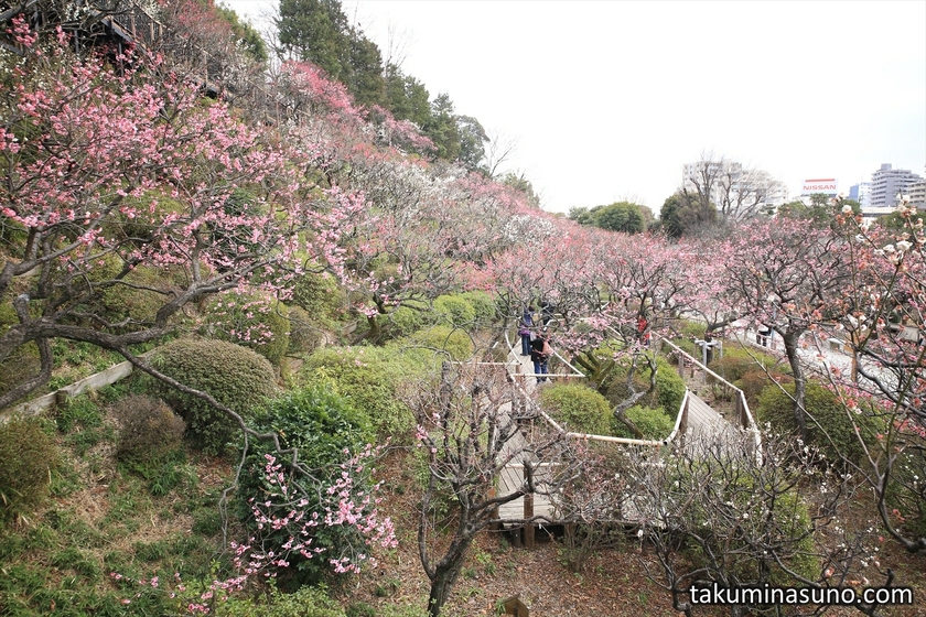 Ikegami Baien Plum Garden