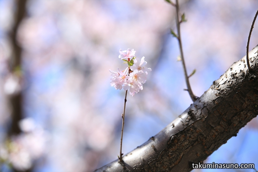 One Group of Sakura at Honmachi Sakura Park