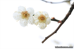 Another Aspect of Ume Blossoms Photography - Pairs of Ume Blossoms from Shinjuku Gyoen National Garden